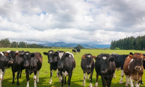 Fonterra and HCLTech: A trust-based symbiotic relationship that ‘just works’